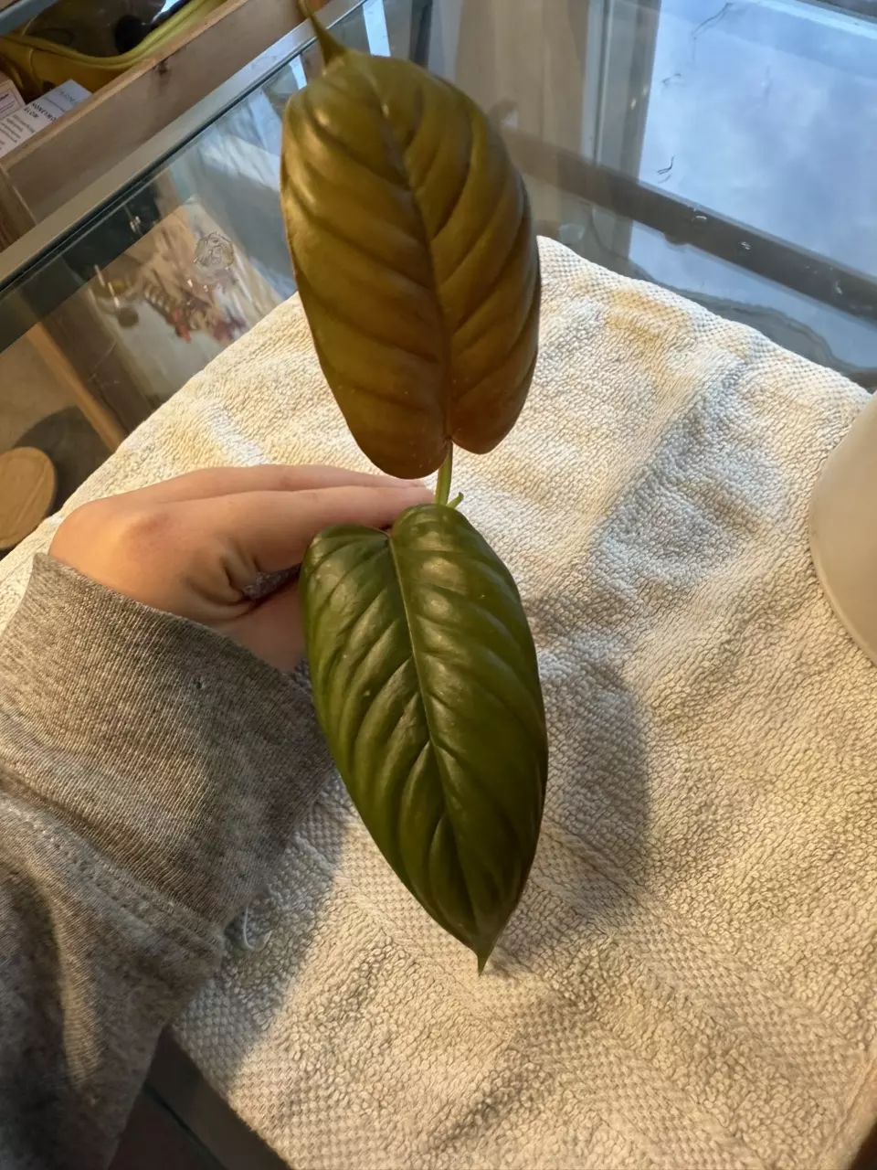 plant/Philodendron ernestii red form top cutting-0