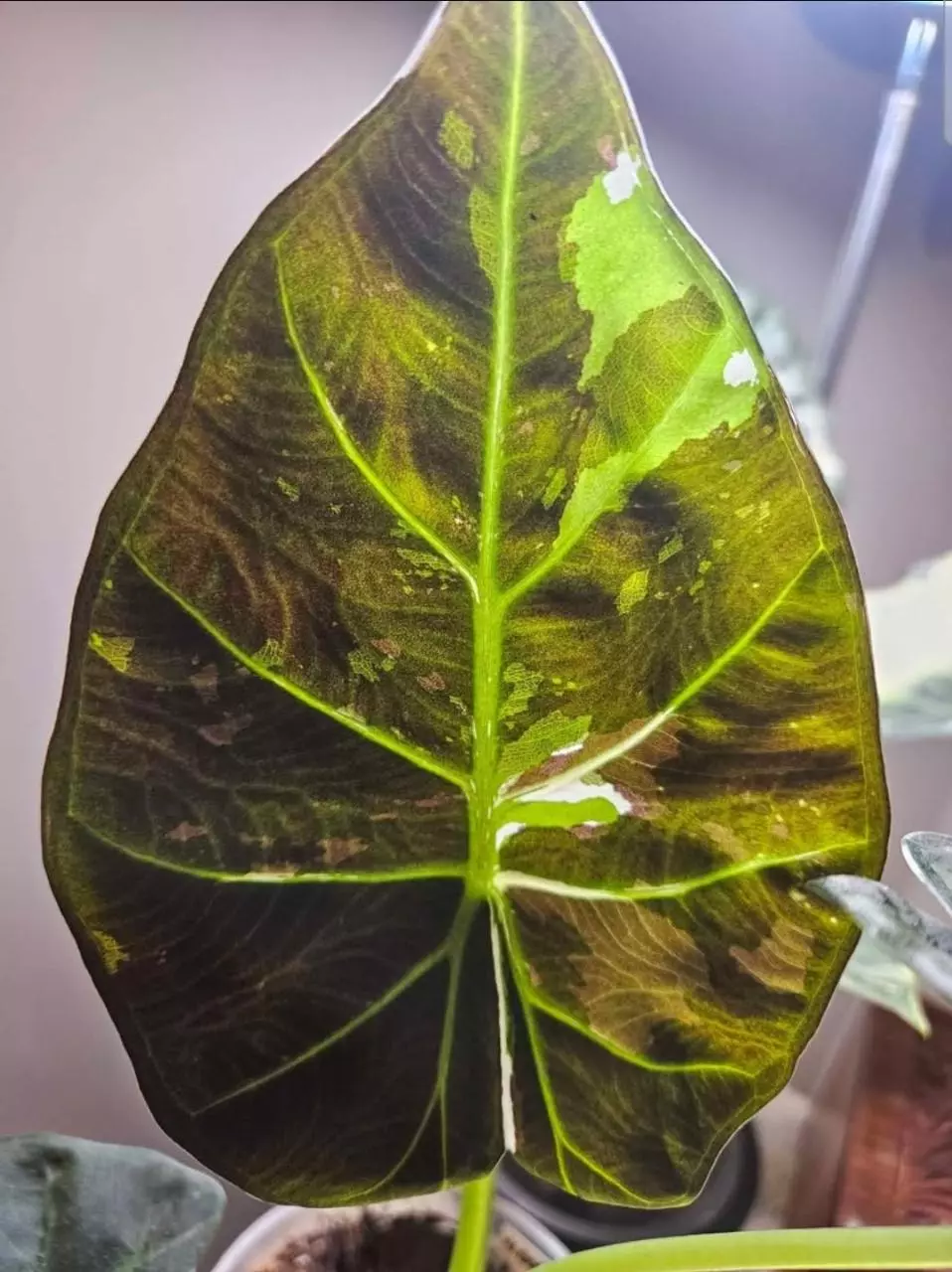 plant/Albo/mint & albo/pink corm bundle (1 of each corm)-0