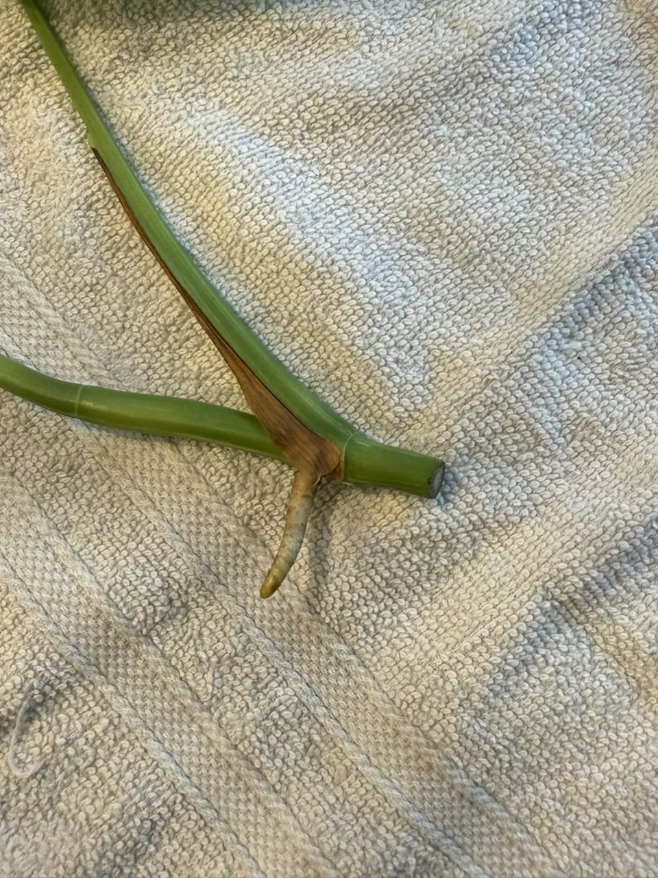 plant/Monstera albo top cutting-1