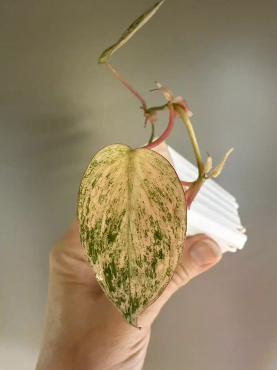 plant/274 Pink Mint Micans-0