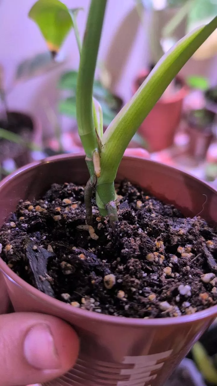 plant/Monstera Thai Constellation-2