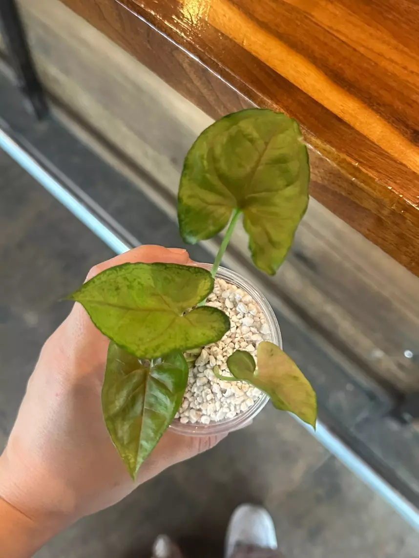 plant/Arrowhead Berry Allusion-0