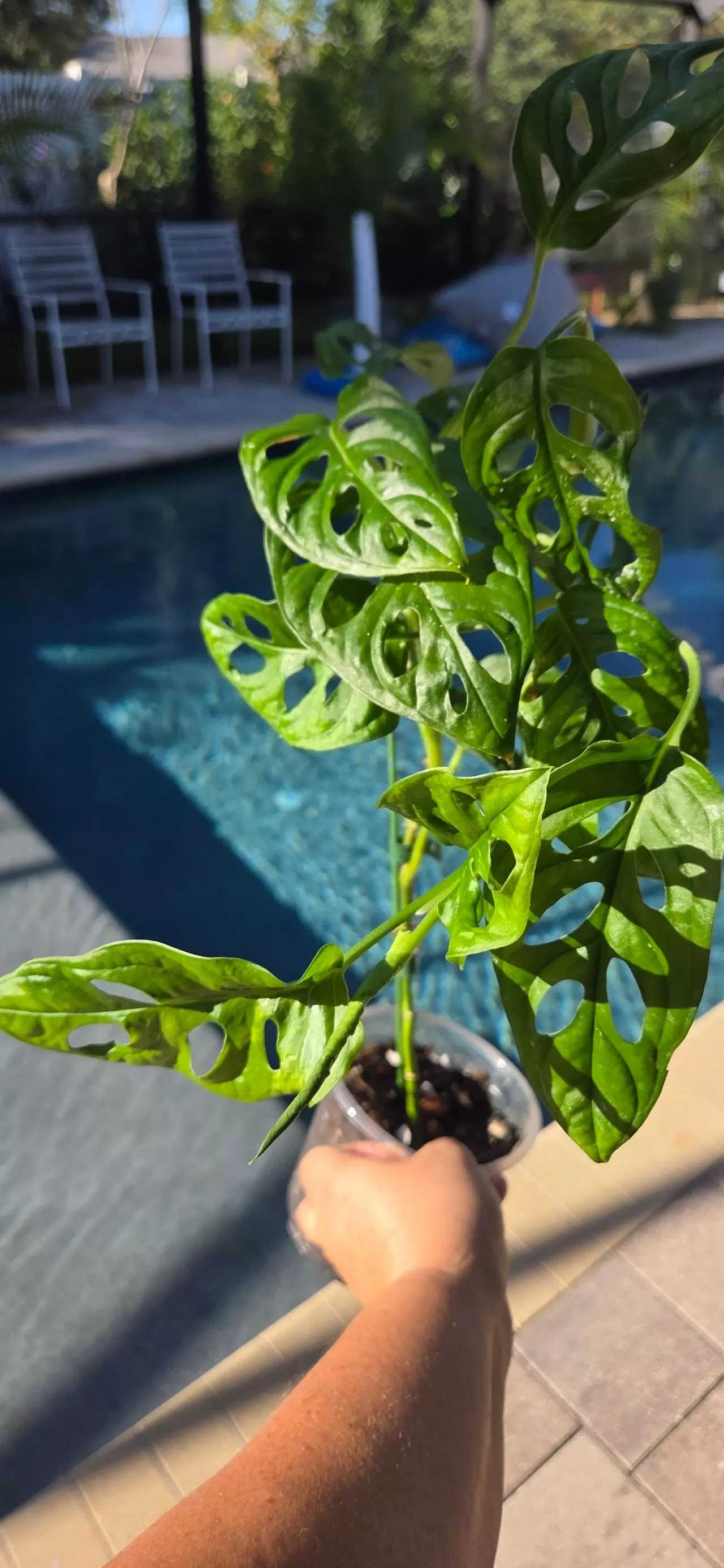 plant/Monstera Adansonii-0