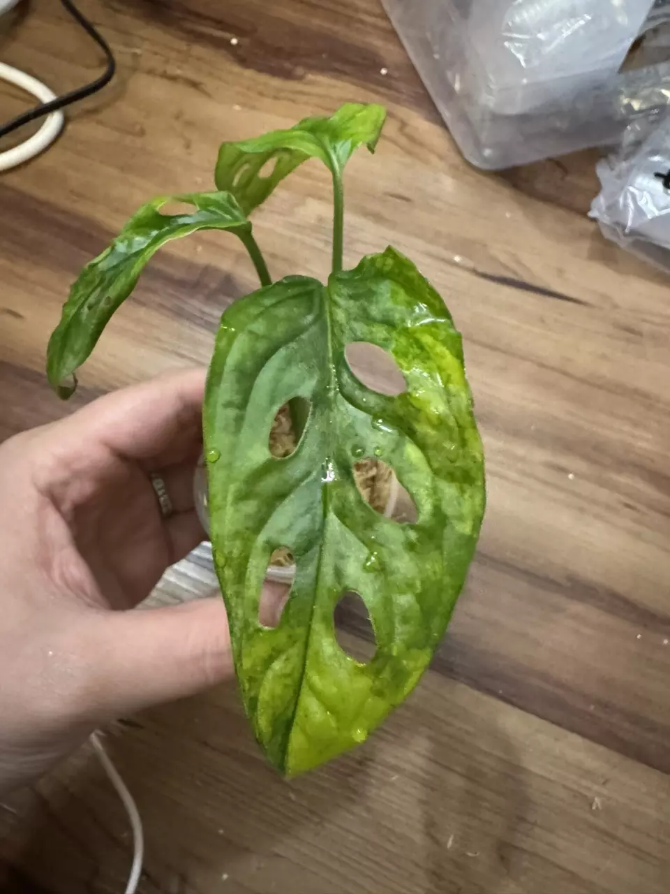 plant/Monstera Adansonii Aurea-1