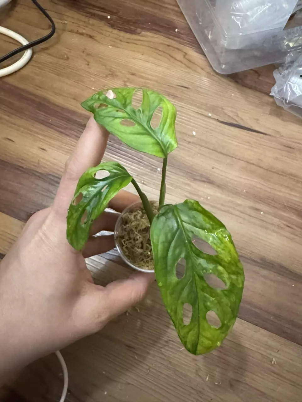 plant/Monstera Adansonii Aurea-0