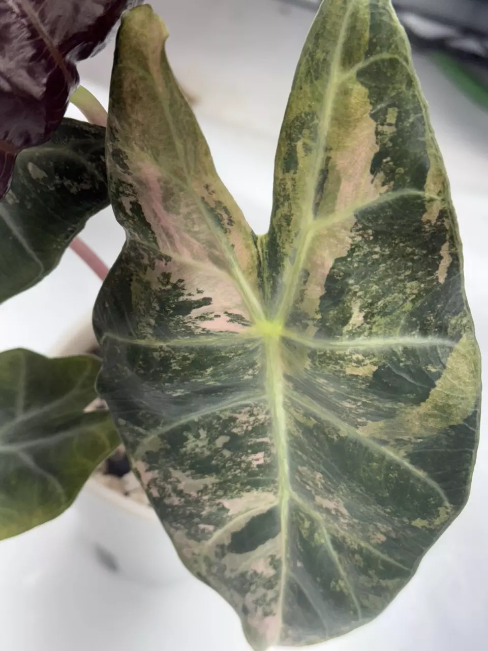 plant/Variegated Nairobi Knights Corm-0