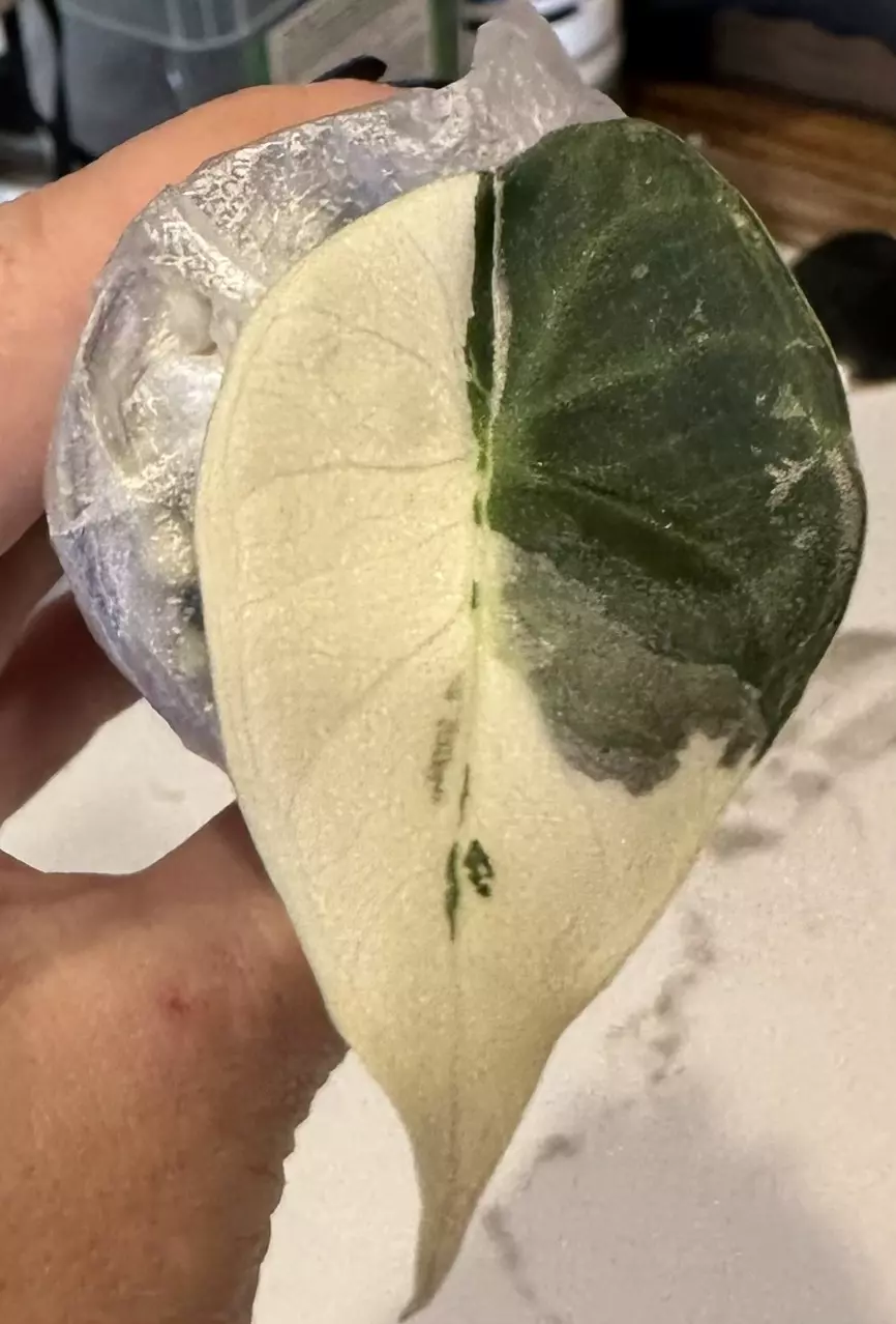 plant/Regal shield albo pup-0