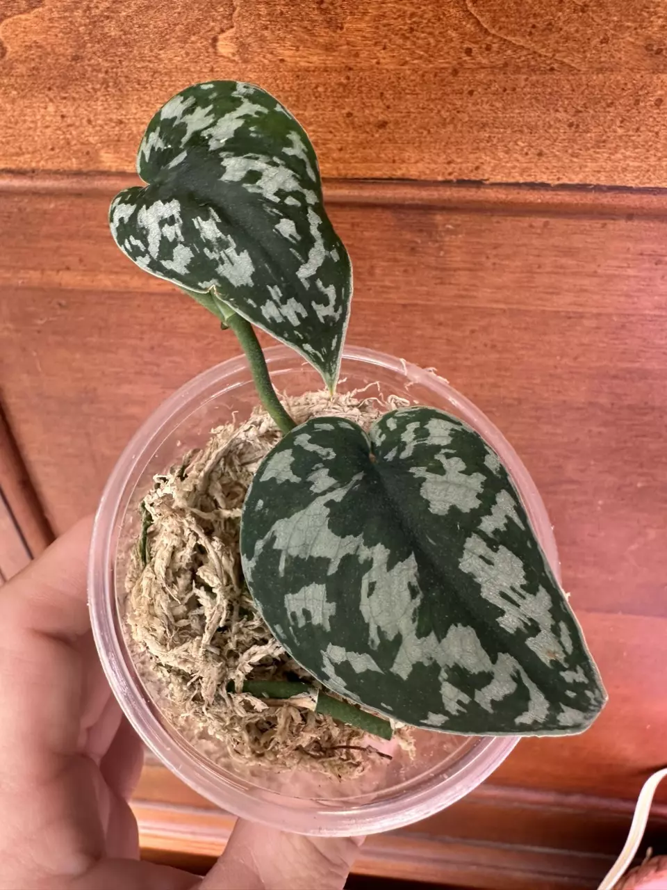 plant/Scindapsus NOID (Mayari?)-0