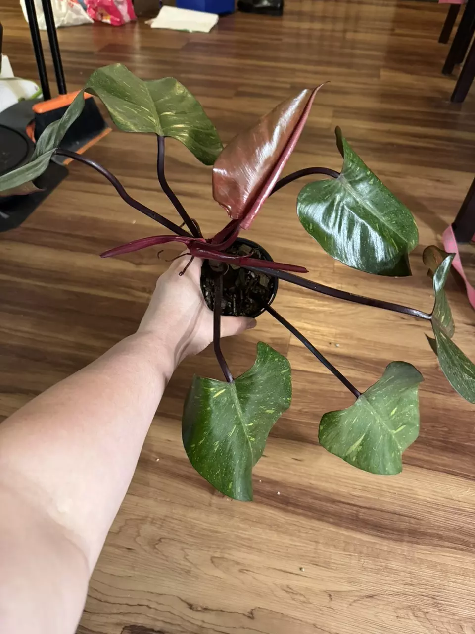 plant/Philodendron Orange Princess-0