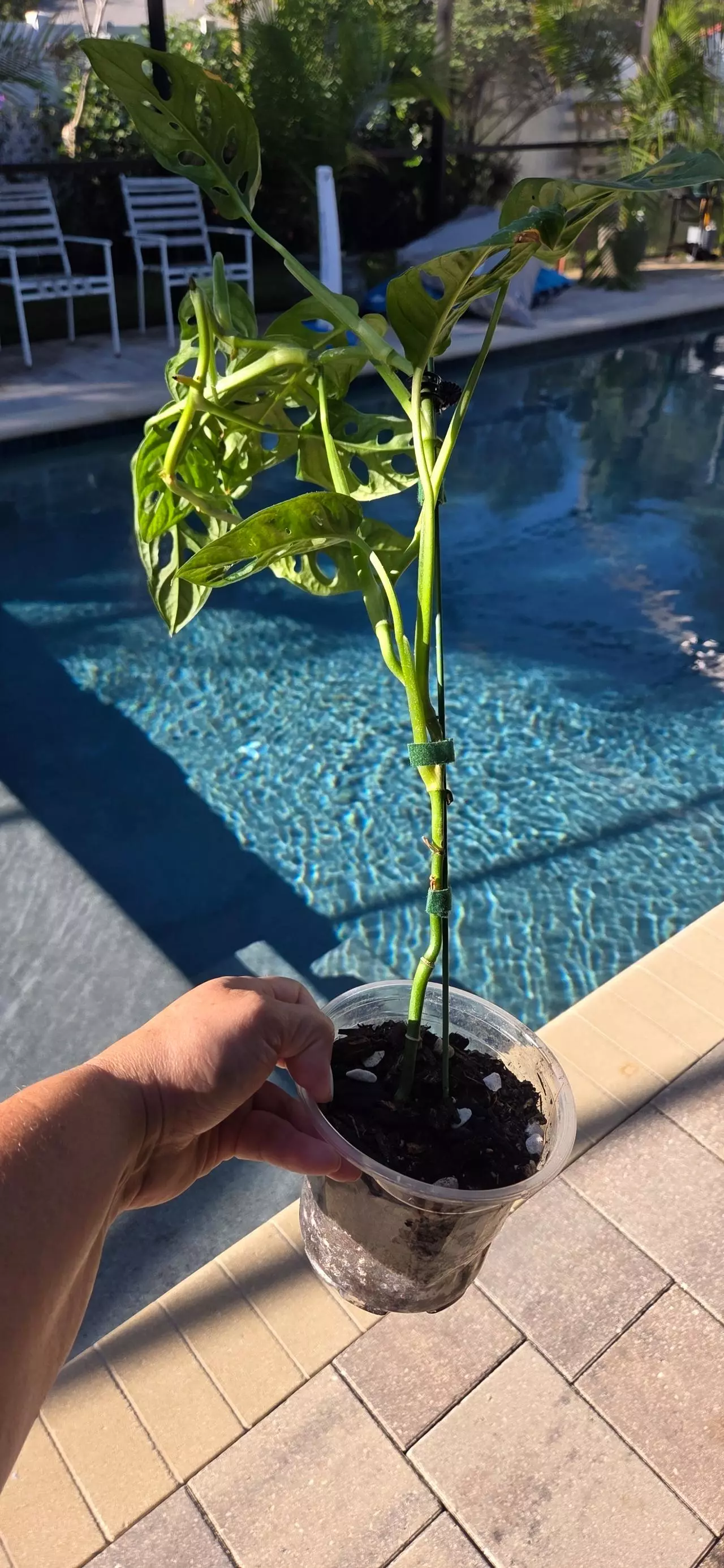 plant/Monstera Adansonii-1