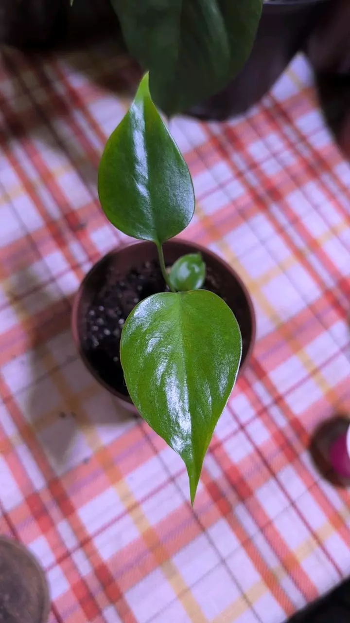 plant/Sierrana Monstera-0