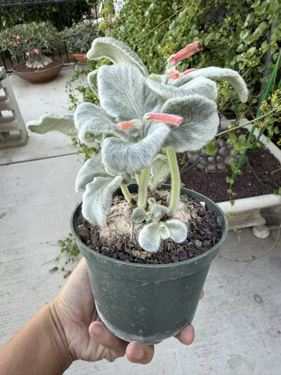 plant/Sinnigia Leucotricha caudex plant 5" pot-3