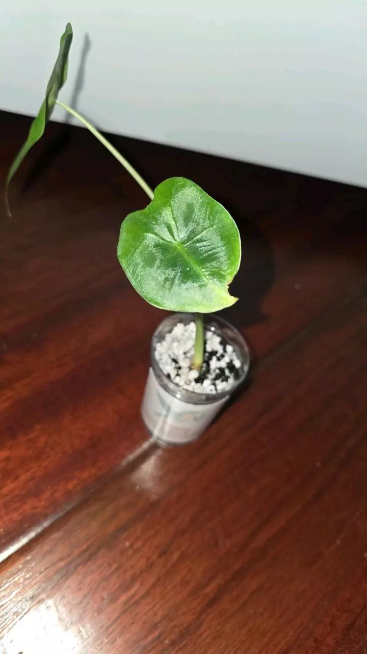 plant/Green Frydek-1