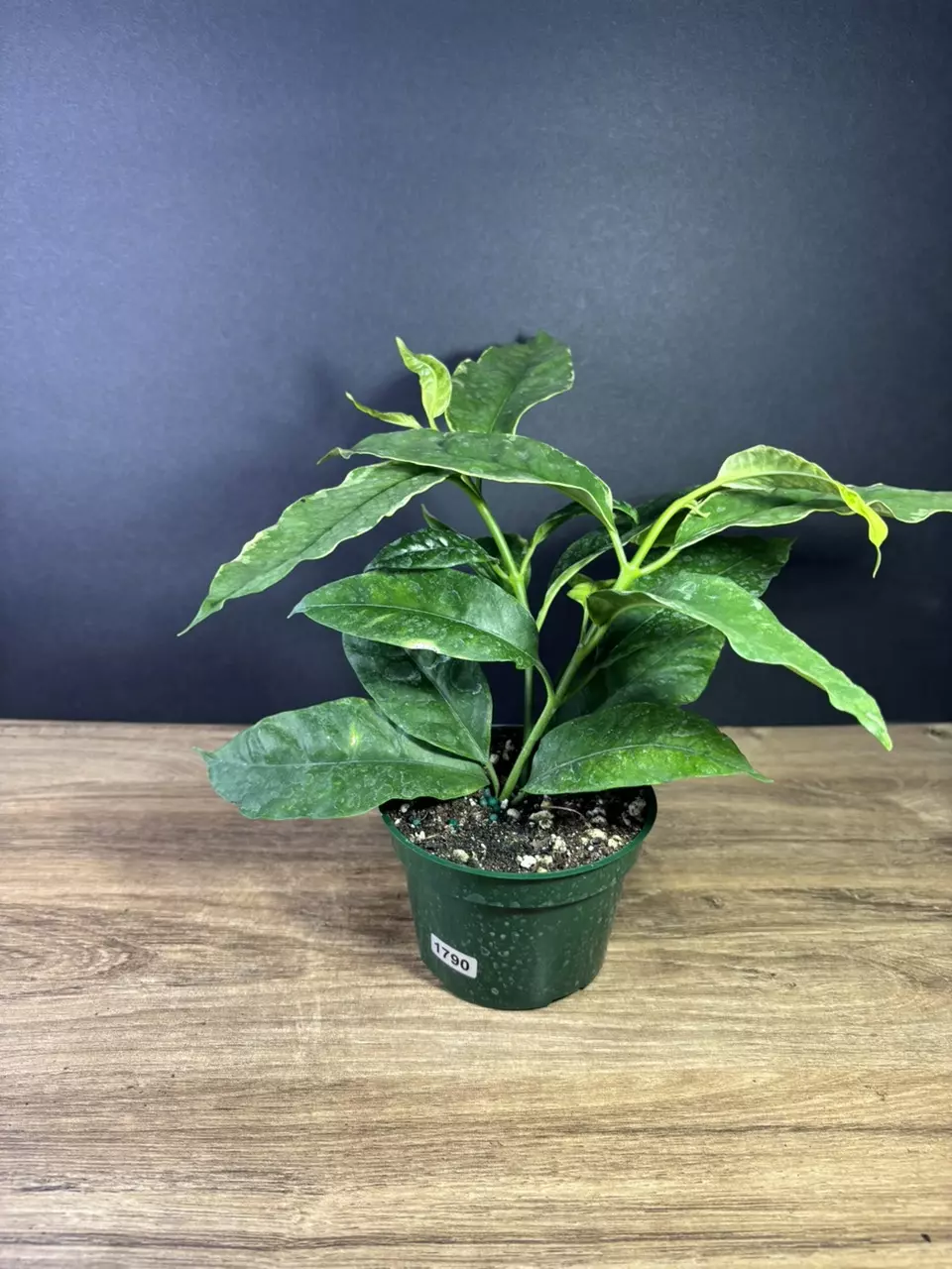 plant/Variegated Hoya 'Multiflora' (Shooting Star) 4” 1790-0