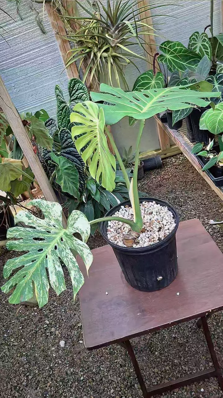 plant/Monstera Mint NoID Deliciosa Large Form L436-1