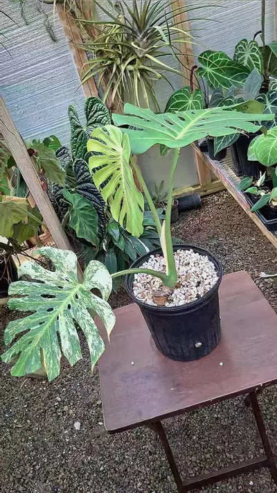 plant/Monstera Mint NoID Deliciosa Large Form L436-1-thumbnail