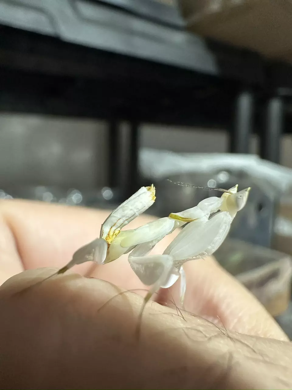 plant/Orchid Mantis-0