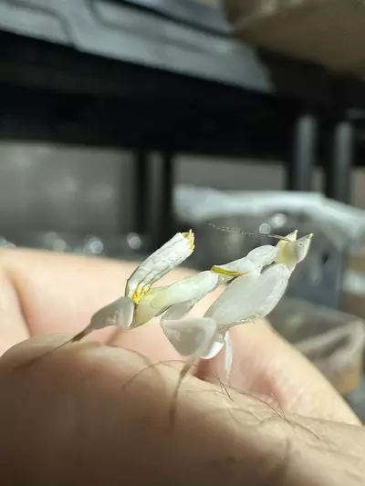 plant/Orchid Mantis-0-thumbnail