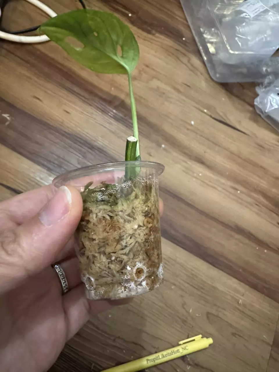 plant/Monstera Adansonii Aurea-1