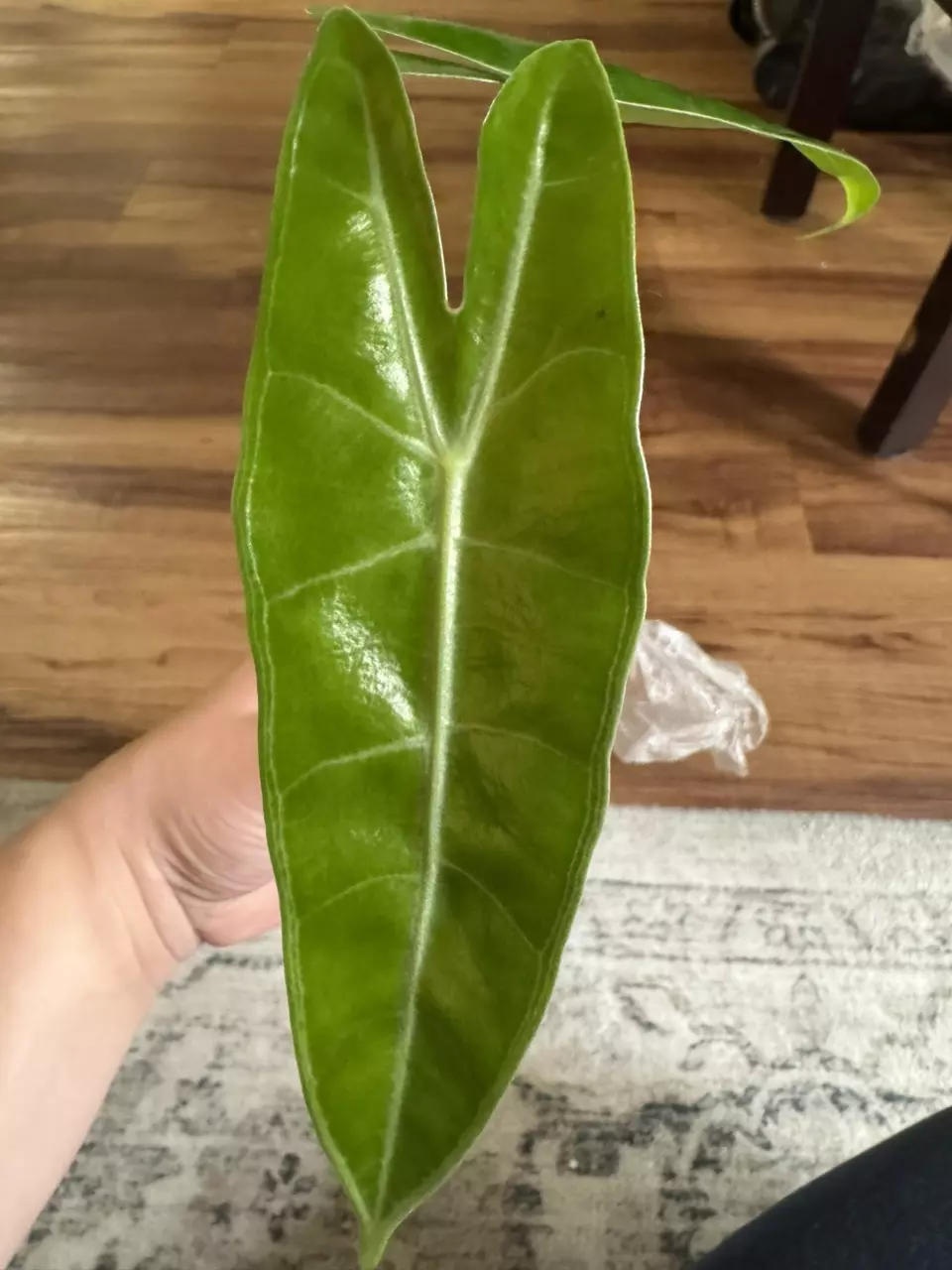 plant/Alocasia Longiloba Albo Revert-1