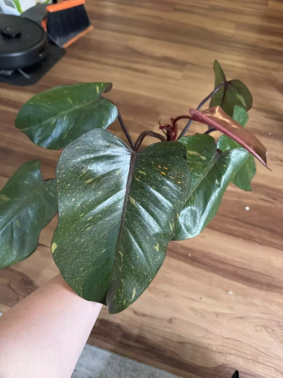 plant/Philodendron Orange Princess-1
