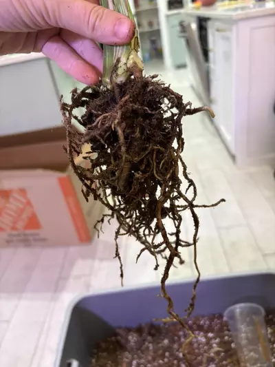 plant/Monstera White Snow-3-thumbnail