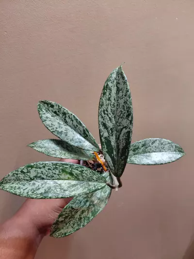 plant/Hoya Pubicalyx Super Splash-0-thumbnail