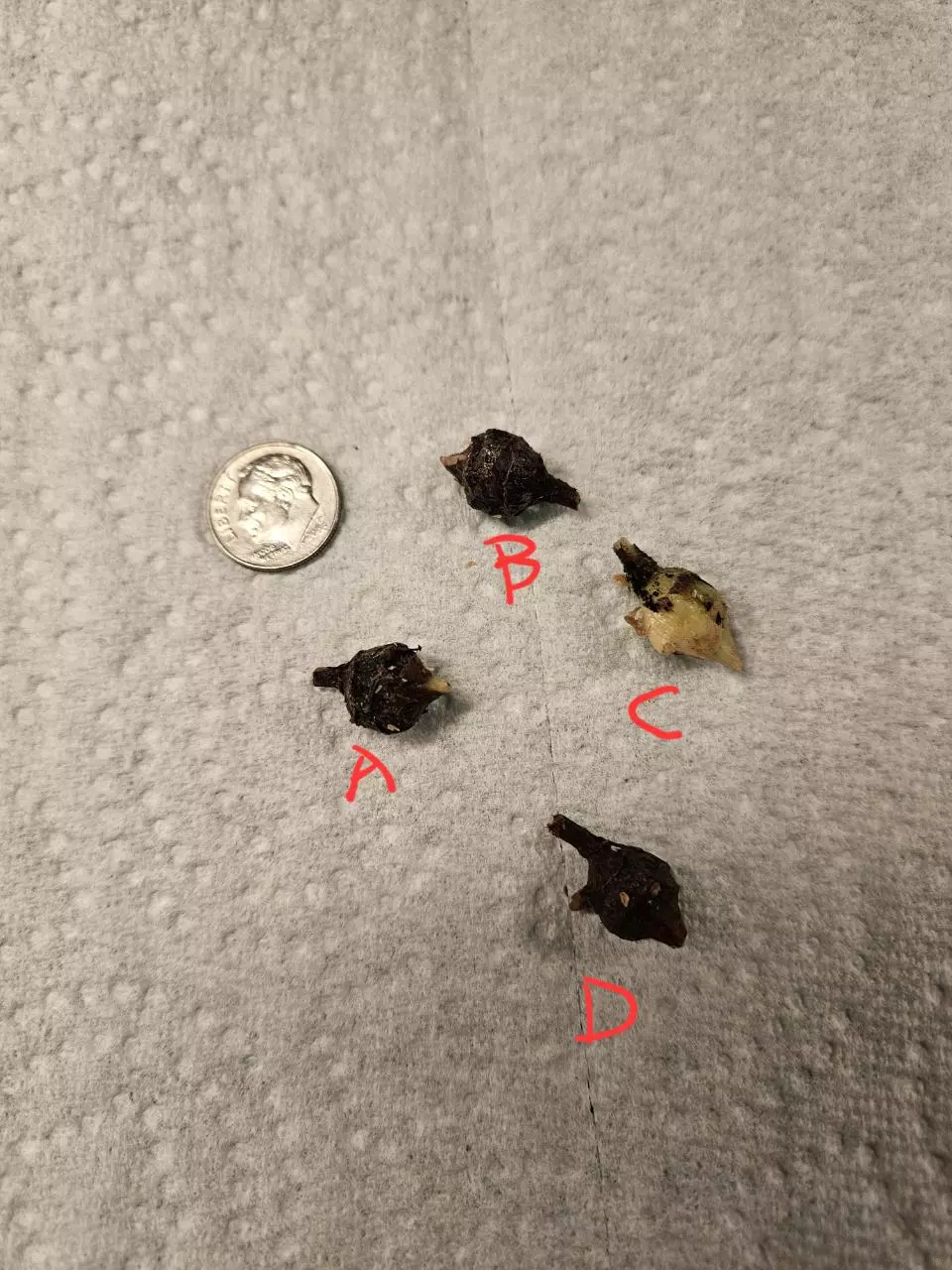 plant/Albo/mint & albo/pink corm bundle (1 of each corm)-8