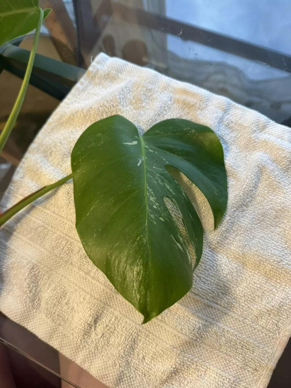 plant/Monstera albo top cutting-0