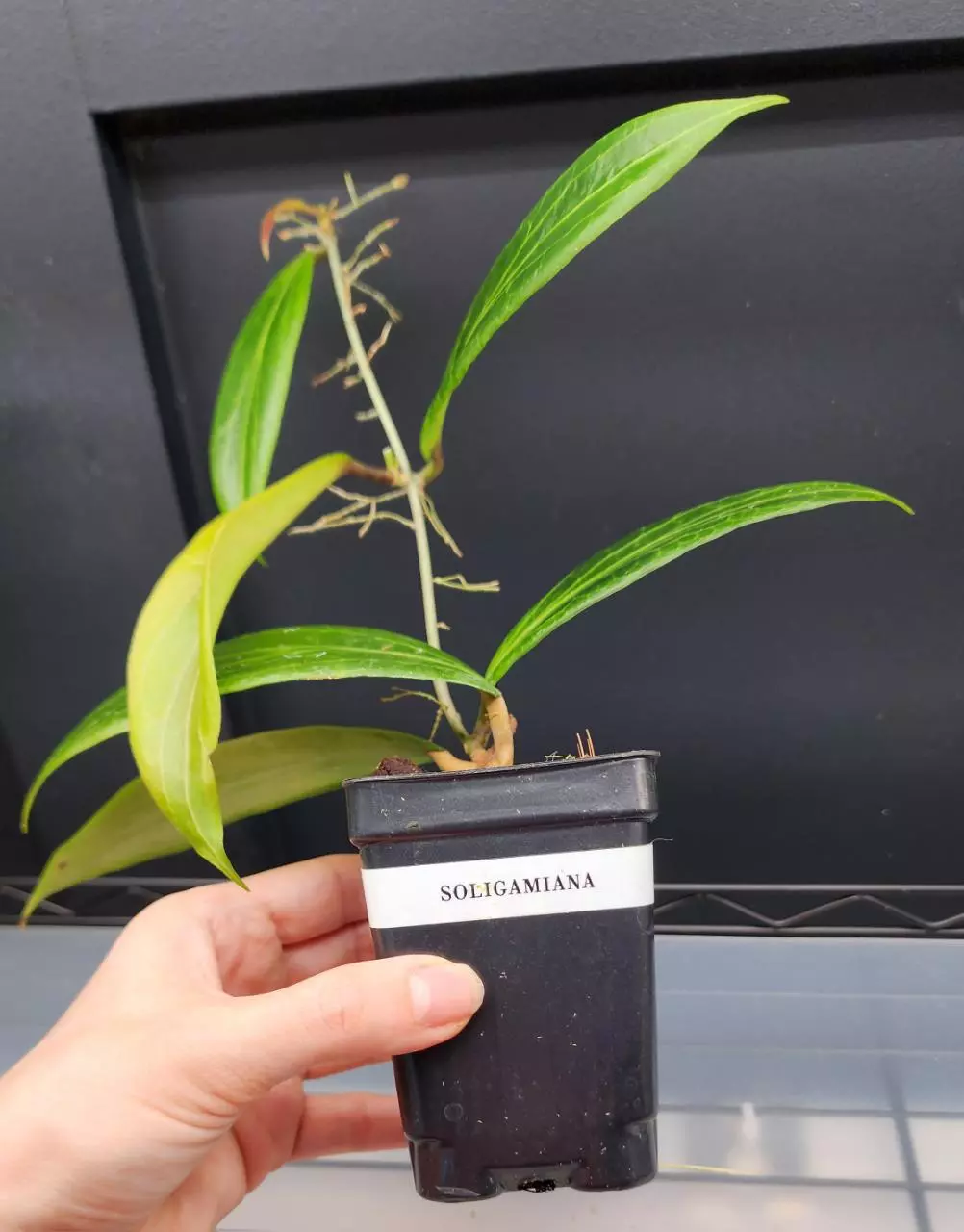 plant/🦄Hoya Soligamiana-A-7