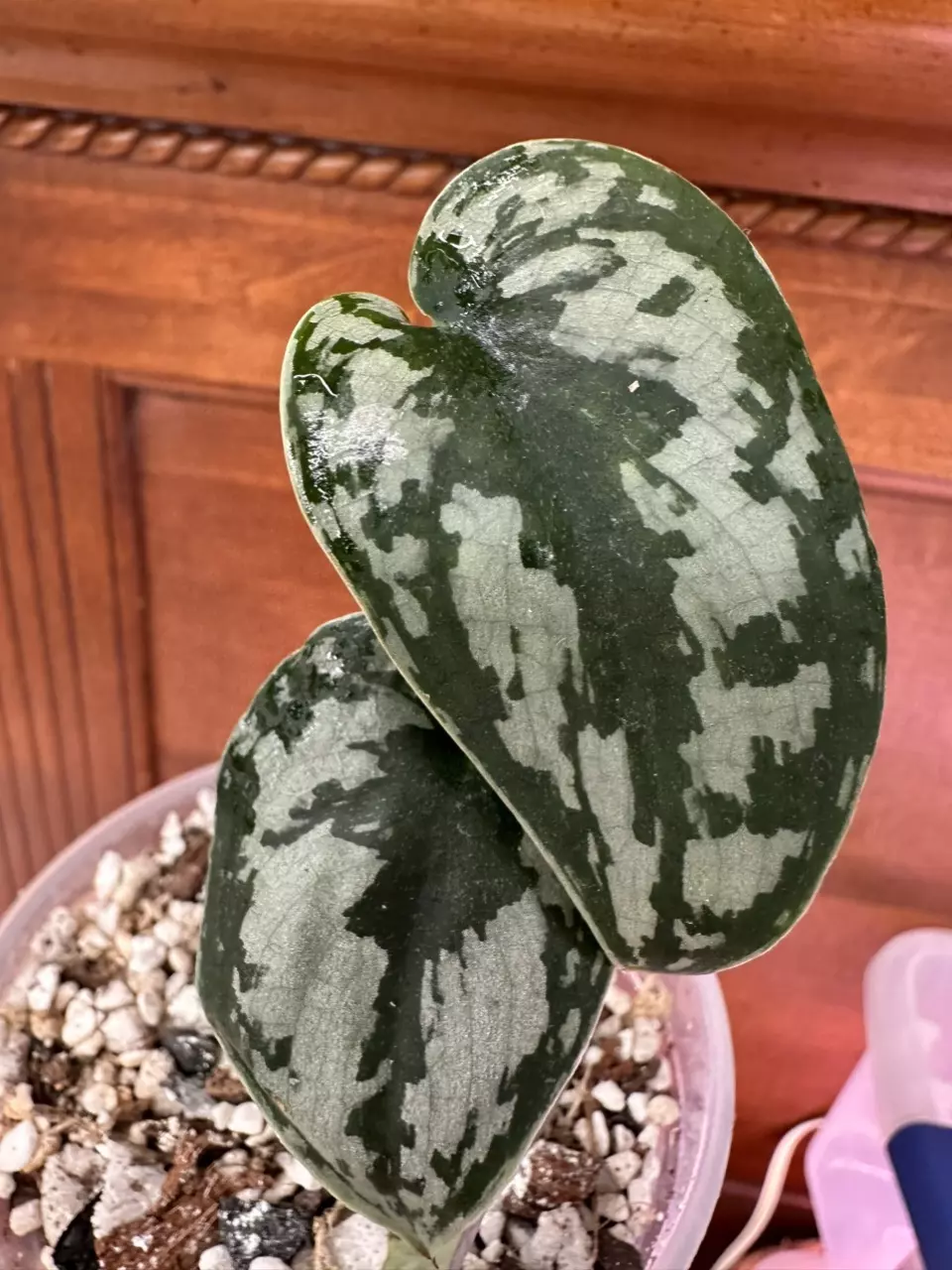 plant/Scindapsus Mayari? Fully rooted butt cut.-0