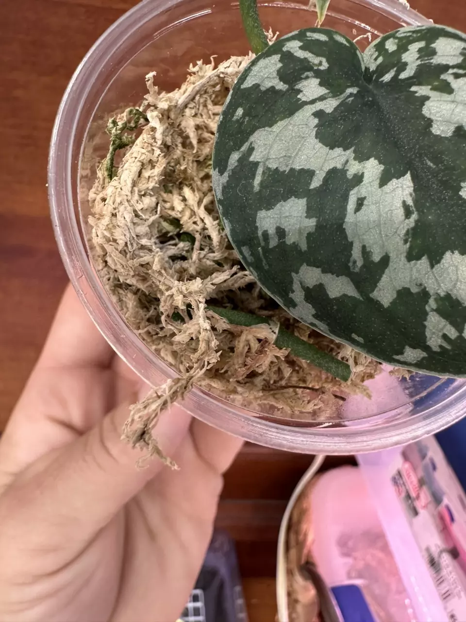 plant/Scindapsus NOID (Mayari?)-1