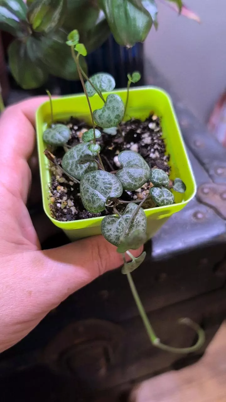 plant/String of hearts-0