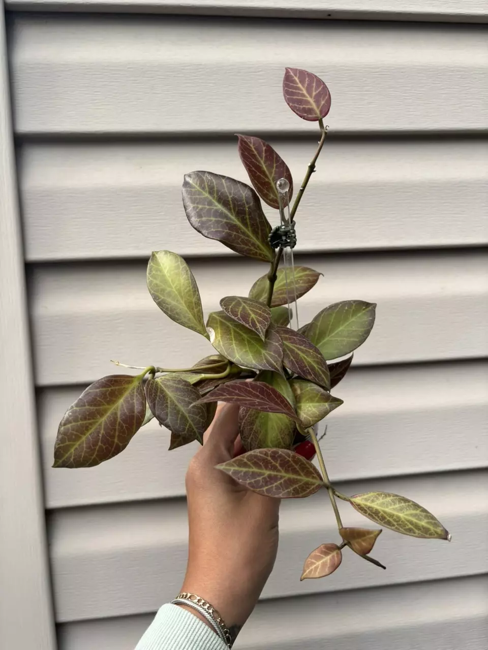 plant/Hoya sunrise-0
