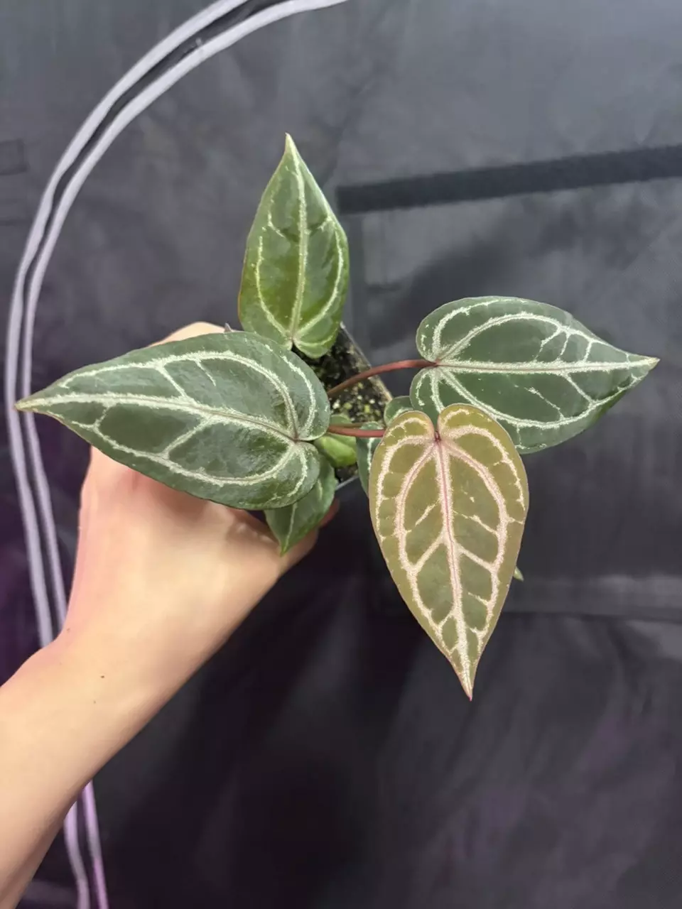 plant/Mikey Boy x DreamweaverxNecromancer-0