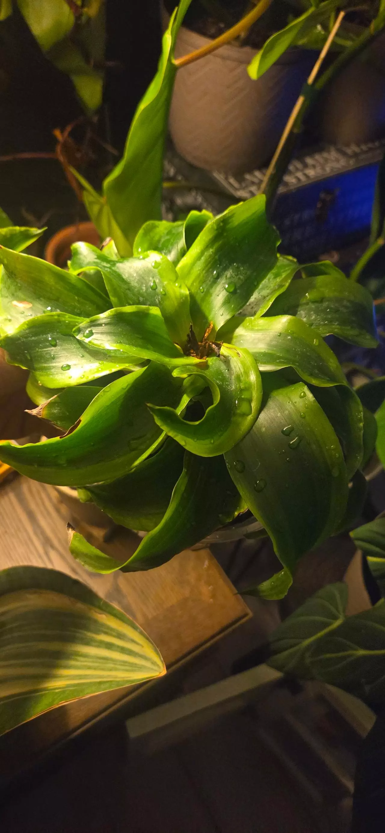 plant/Draceana Tornado-0