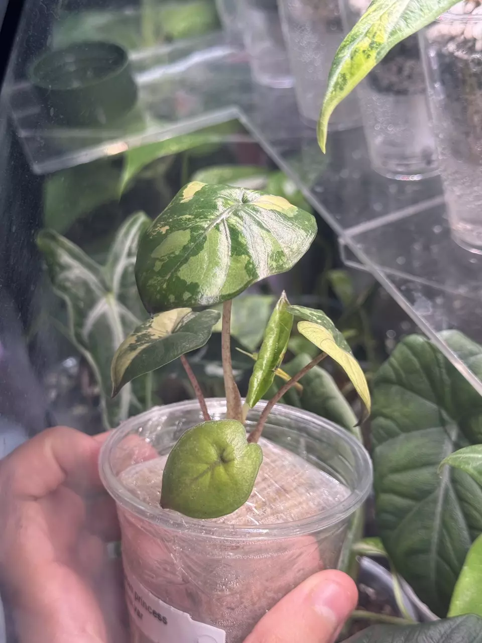 plant/Yucatan Pink Princess-3