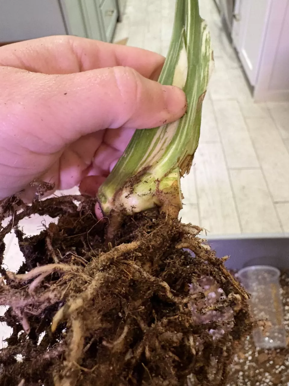 plant/Monstera White Snow-1