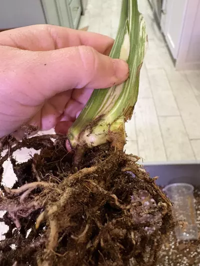 plant/Monstera White Snow-1-thumbnail