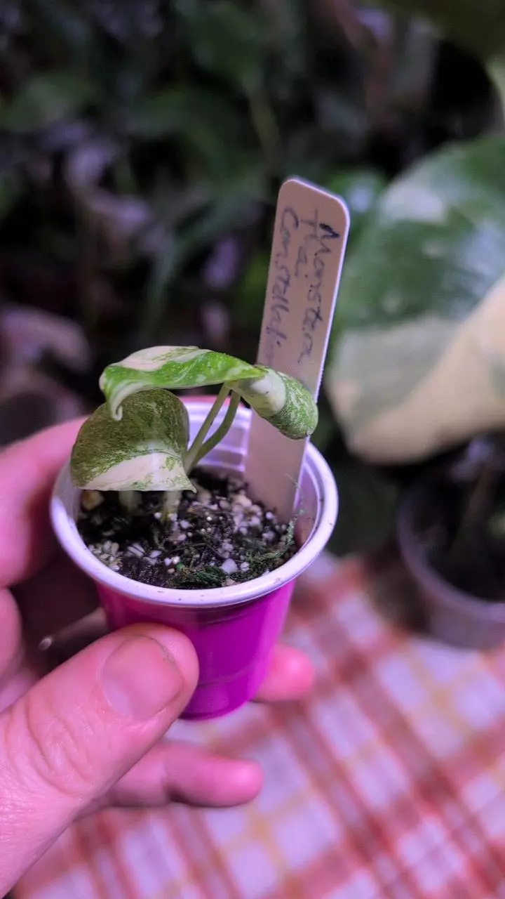 plant/Monstera Thai Constellation-1