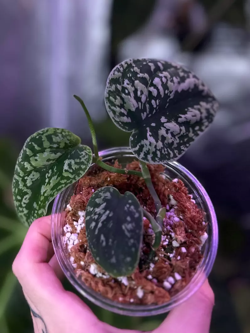 plant/Scinsapsus Tricolor 'Dark Form'-0