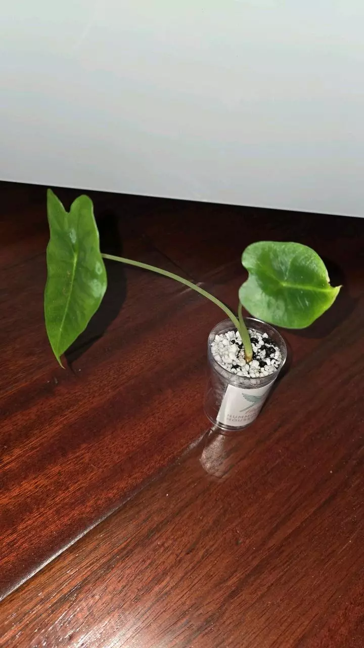 plant/Green Frydek-0