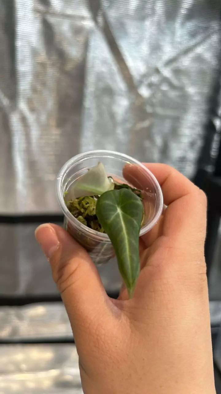 plant/Variegated pink alocasia black velvet-1