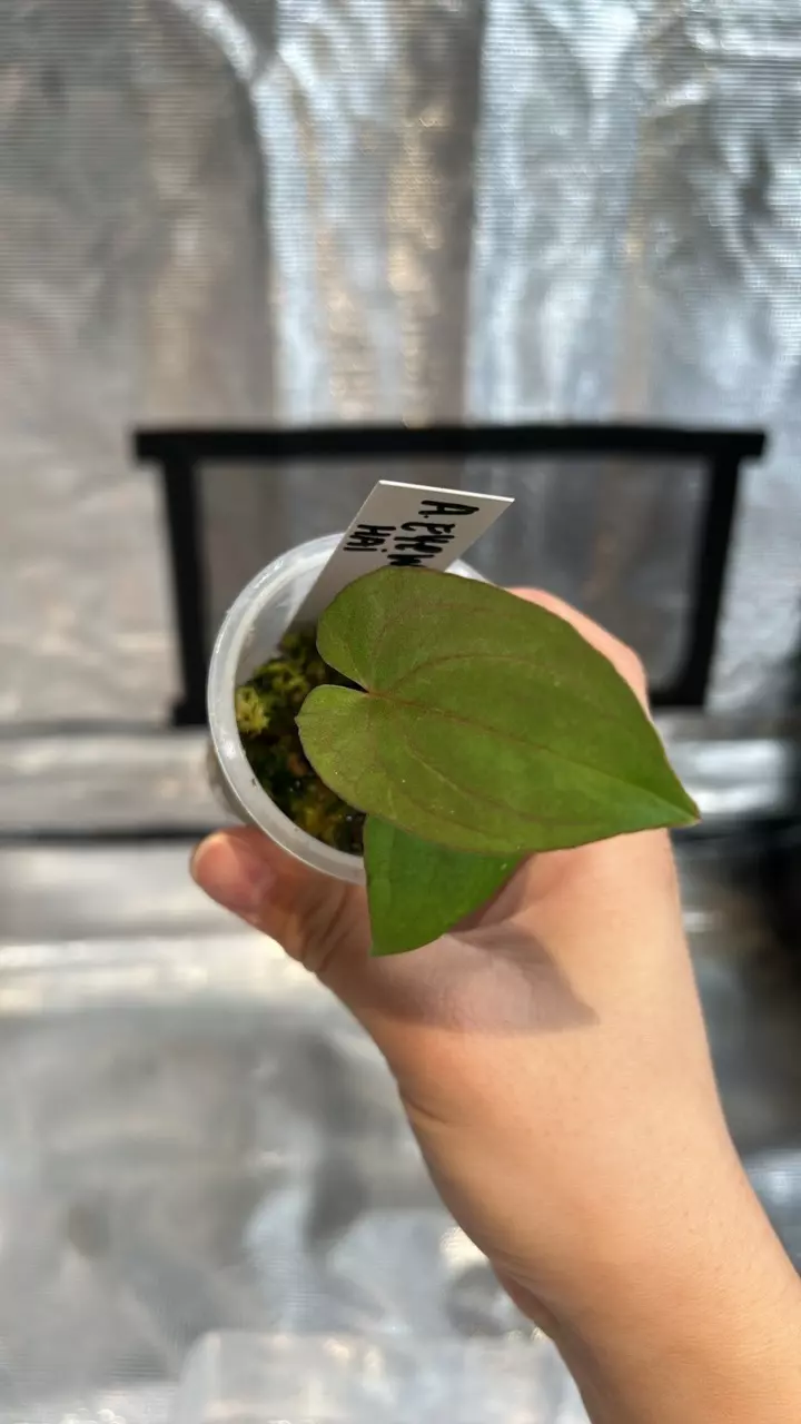 plant/Anthurium eyewall prop-0