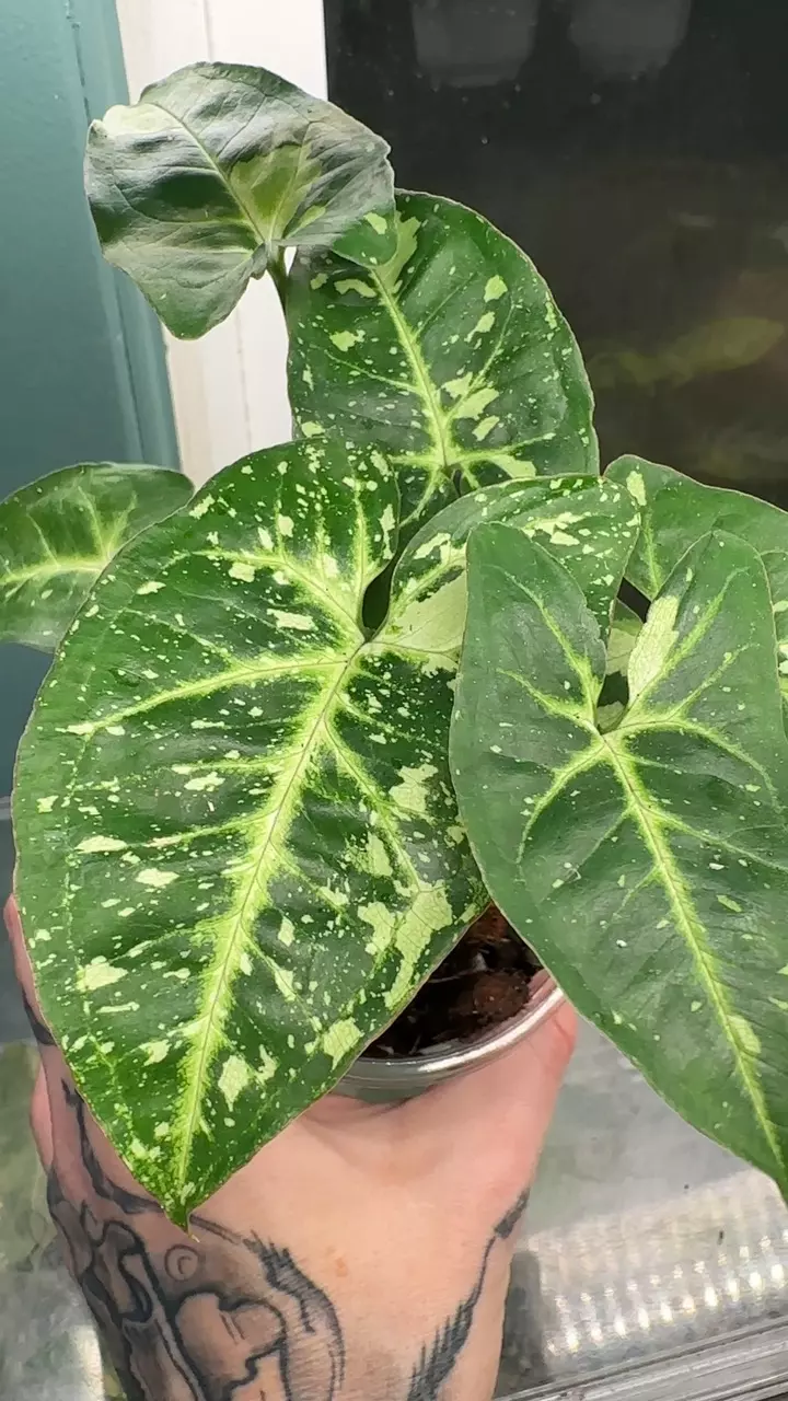 plant/Stngonium Panda Galaxy-1