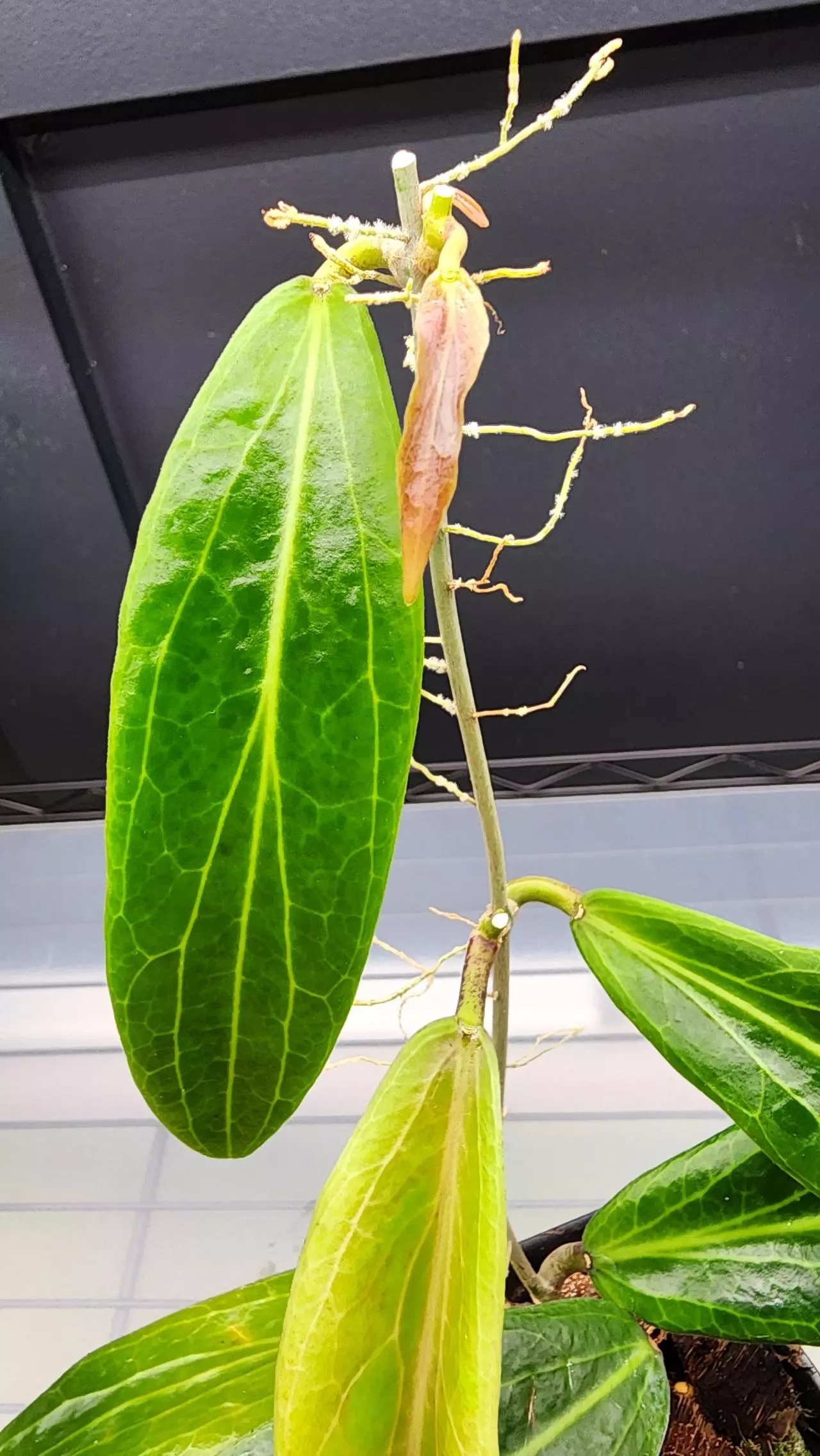 plant/🦄Hoya Soligamiana-A-1