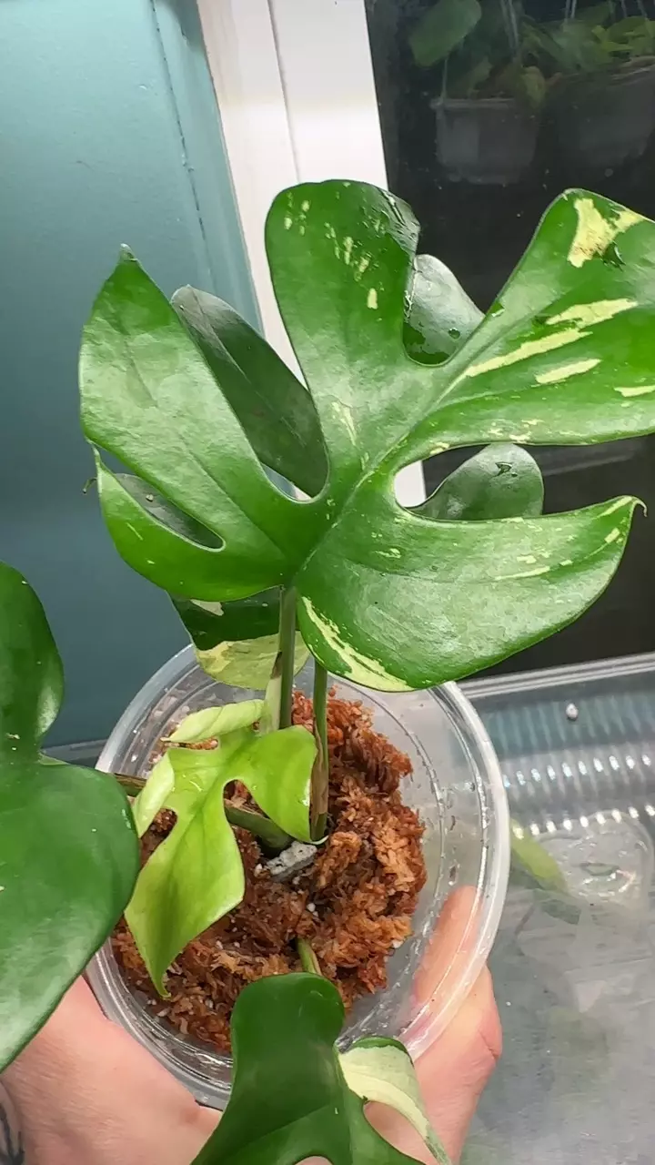 plant/Rhaphi Tetra Albo-1