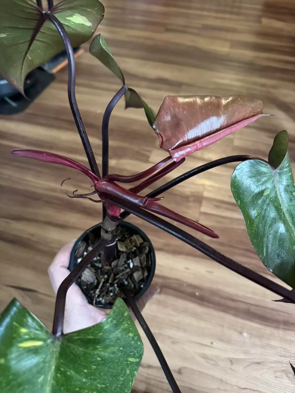 plant/Philodendron Orange Princess-4
