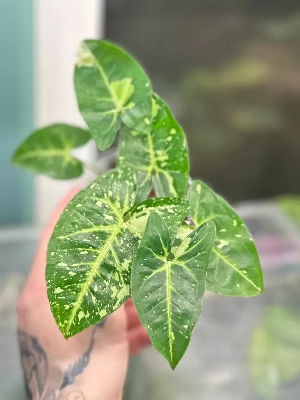 plant/Stngonium Panda Galaxy-0