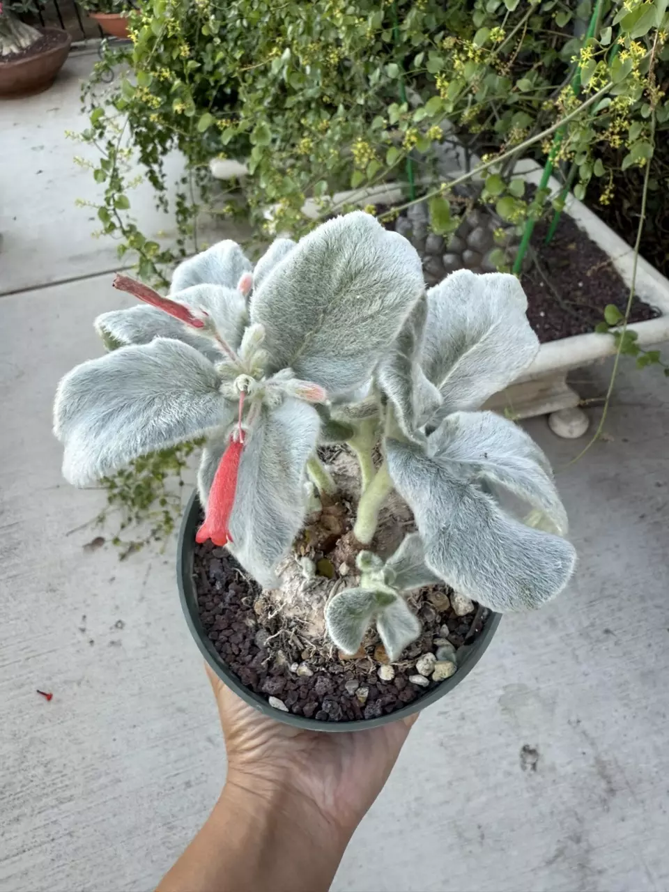 plant/Sinnigia Leucotricha caudex plant 5" pot-0